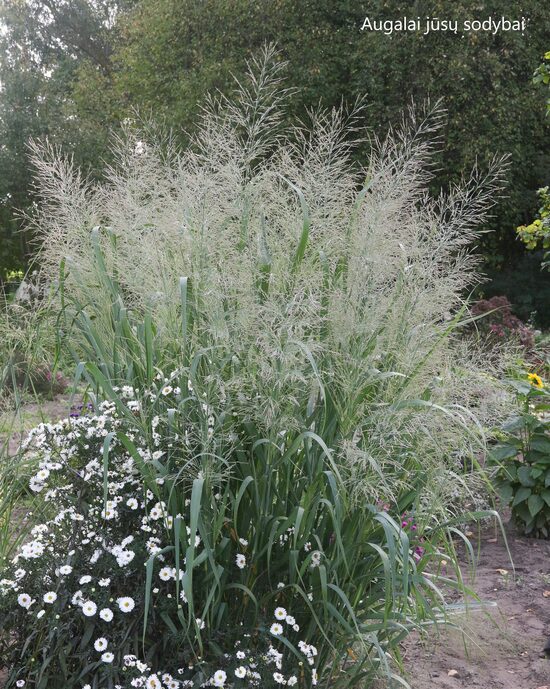 Rykštėtoji sora (Panicum virgatum) 'Dallas Blue'